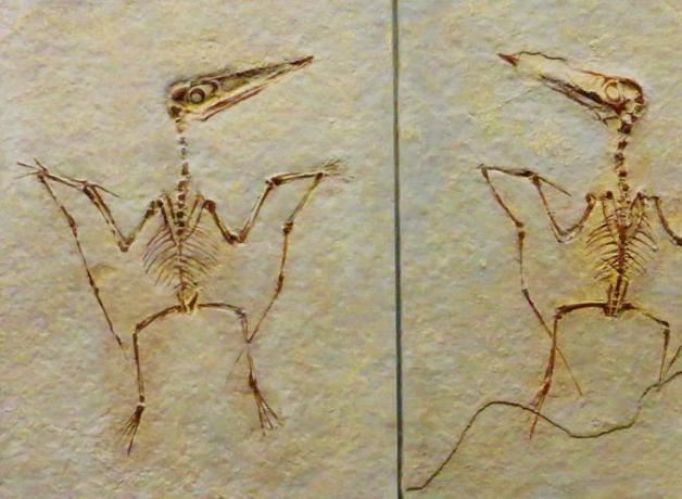 Fossils showing a Pterodactylus Spectabilis