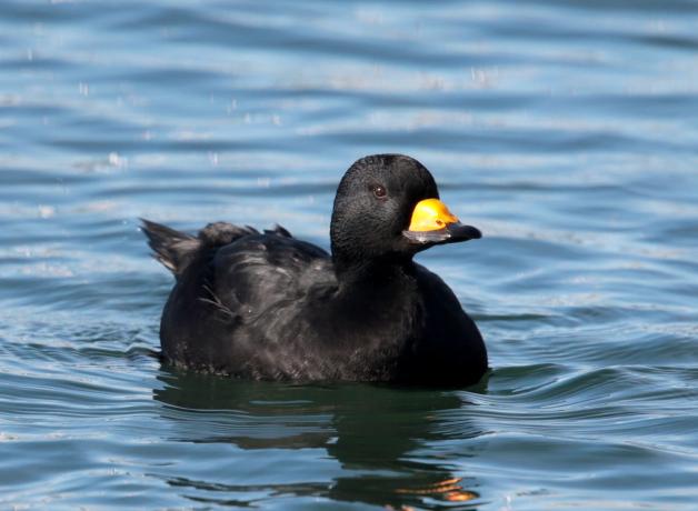 Black Scoter