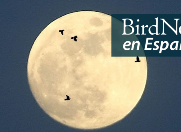 Birds in silhouette flying in front of the moon