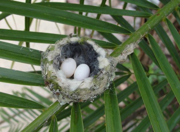 Annas Hummingbird nest with two eggs in it