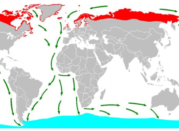 Map of Arctic Tern migration