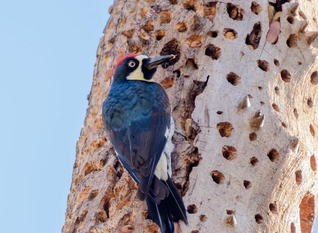 An Acorn Woodpecker showing its dark back, black and white head and red top patch as it clings to a tree trunk dotted with small holes, some filled with acorns