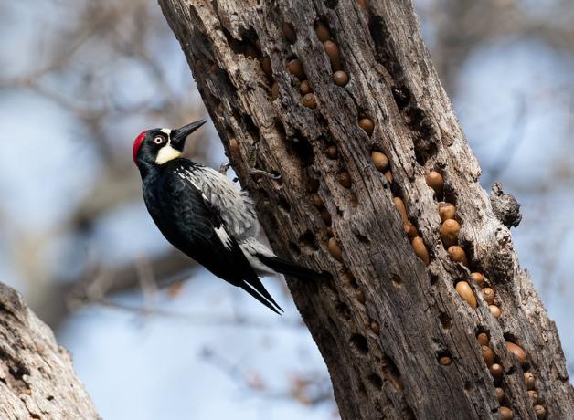 A black and white bird with red patch on his head clings to a tree trunk that has acorns tucked into holes all over the surface.