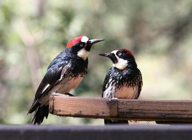 A pair of Acorn Woodpeckers perched on a branch, looking at each other.