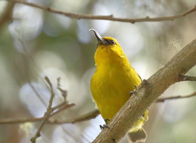 A yellow bird with dark eyes and a very long beak that is curved at the tip sits on a branch in dappled sunlight