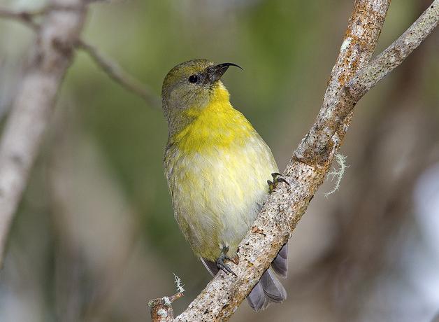 Akiapolaau perched on branch