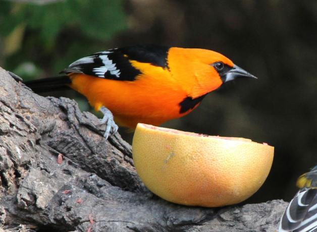 Altamira Oriole at a feeding station, perched next to a sliced orange