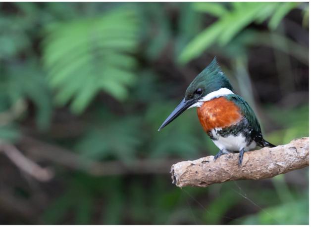 Amazon Kingfisher