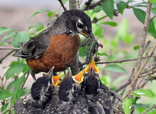 American Robin feeding babies