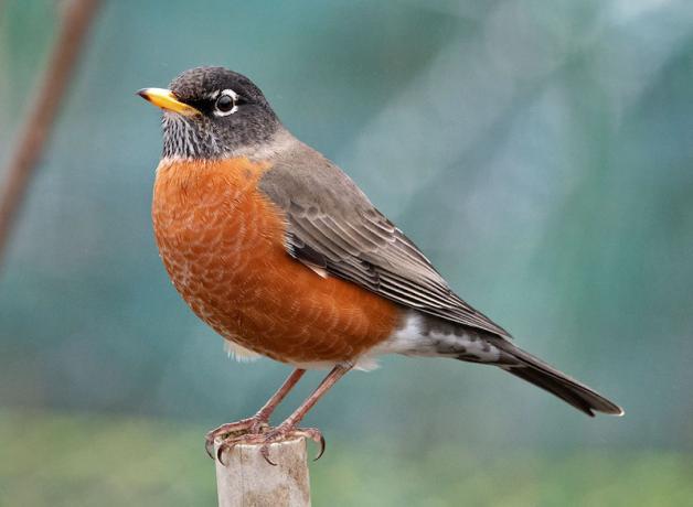 American Robin perched