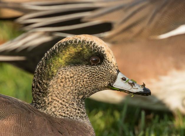 American Wigeon | BirdNote