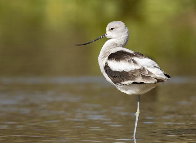 American Avocet standing on one leg