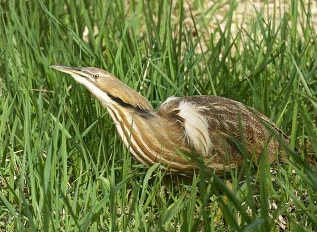 American Bittern crouched in tall green grass