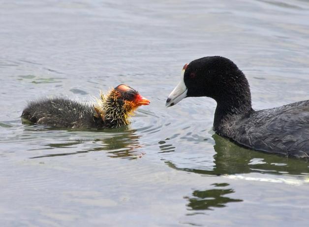 American Coot and its chick 