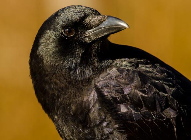 American Crow in closeup, it's head turned toward its left shoulder, feathers gleaming in the sun