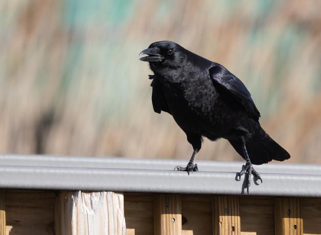 American Crow calling while standing on a fence railing.