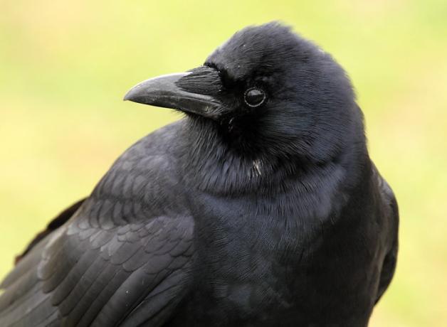American Crow facing viewer, head turned to its right shoulder.