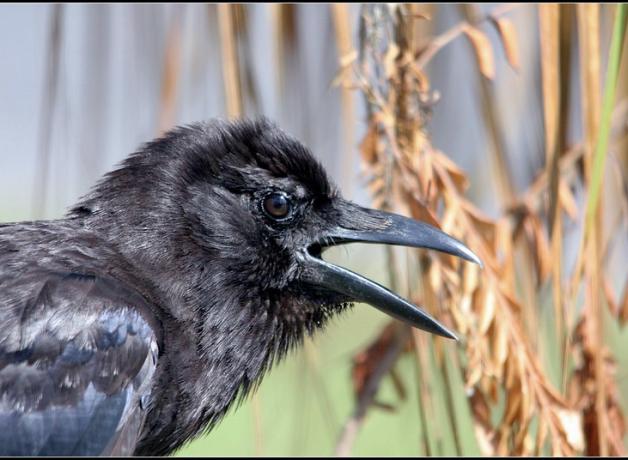American Crow in right profile, black plumage shining in sunlight, its beak open as it calls. Reeds and grasses are in the background.