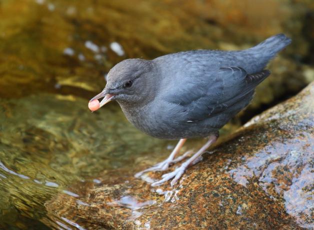 A small dark grey bird stands on a partially submerged rock, holding a bright orange salmon egg in its beak.