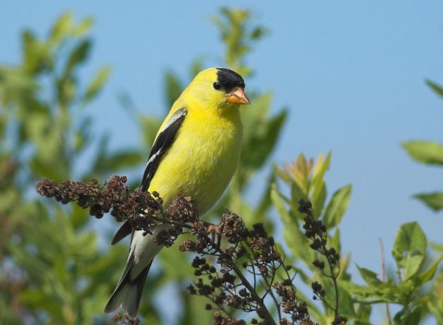 American Goldfinch