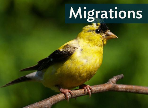 A male American Goldfinch molting in the fall, the yellow feathers on his head showing loss