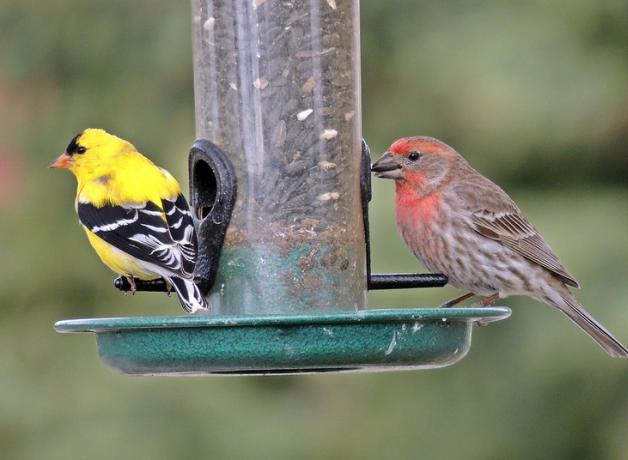 Two birds perched at a bird feeder — a yellow and black American Goldfinch on the left, and a House Finch on the right, displaying its brownish grey plumage with reddish feathers on its throat and breast.