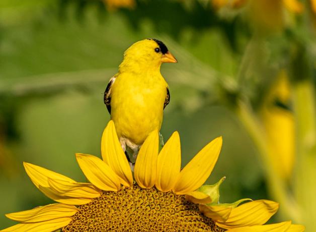 An American Goldfinch perched on the edge of a sunflower, the bright yellow petals matching the bird's feathers 