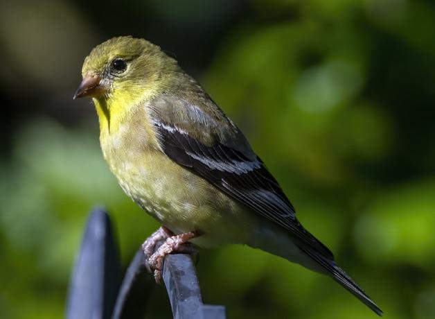 American Goldfinch seen from its left side, sitting in sunlight