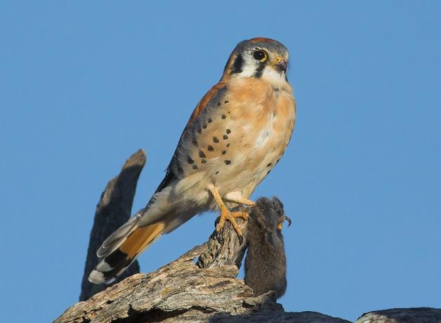 American Kestrel