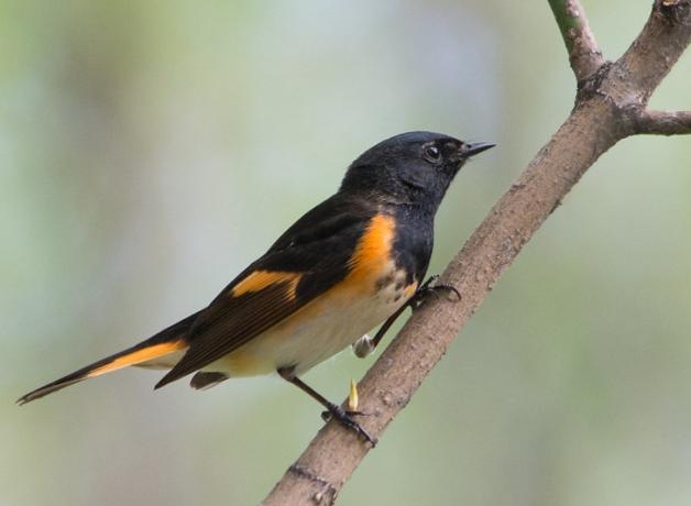 American Redstart perched on a branch