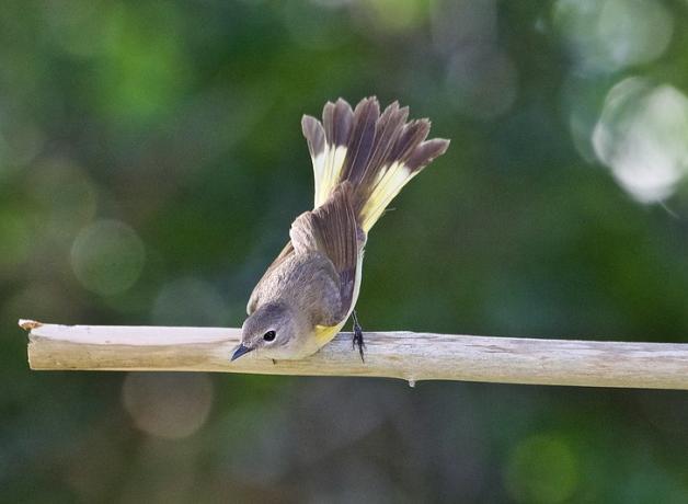 Female American Redstart bird is leaning forward while on a stout branch, holding her tail up high. She displays her light brown back with darker brown wing, lemon yellow on breast, and her tail has both yellow and dark brown on the feathers.
