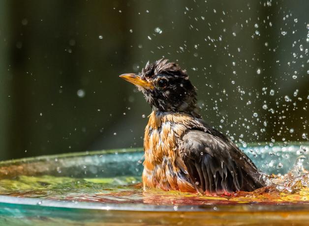 American Robin in birdbath