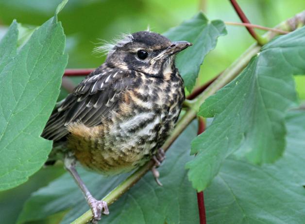 American Robin fledgling sitting on a branch