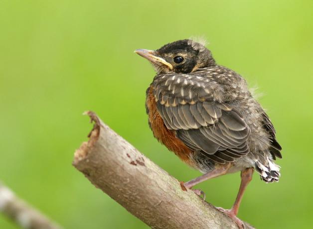 A young American Robin fledgling perched on a branch against a diffuse green background