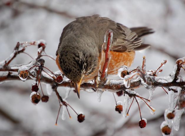 American Robin perched on an ice-covered slender branch, reaching for the frozen berries. 