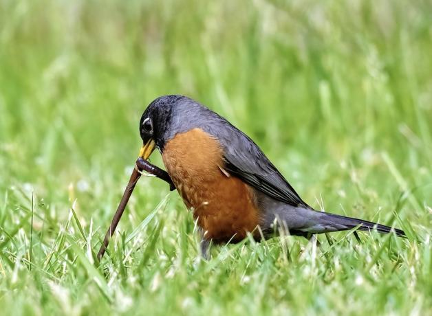 American Robin stands on green grass while pulling a worm up with its beak