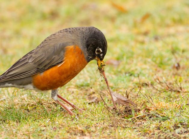 American Robin with orange breast and dark brown head pulls a worm from a grassy area