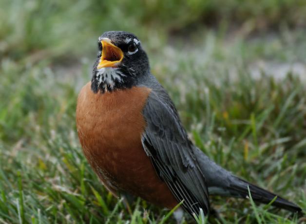 American Robin singing