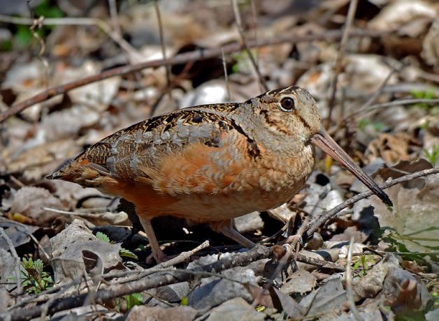 American Woodcock walking over fallen leaves and twigs