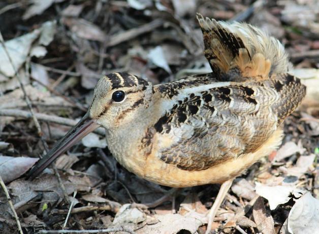 American Woodcock
