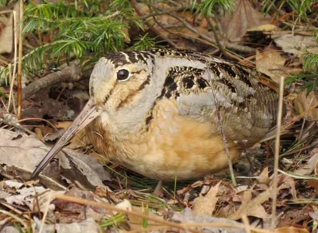 A small round bird with large eyes and very long beak stands amidst fallen leaves