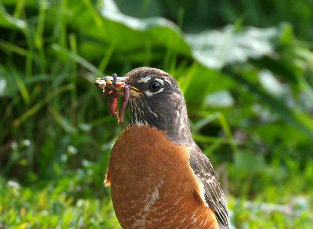 American Robin and earthworm