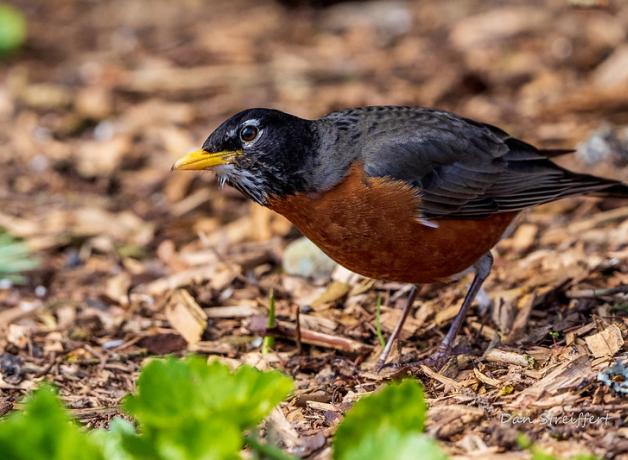 American Robin listening for worm under the ground