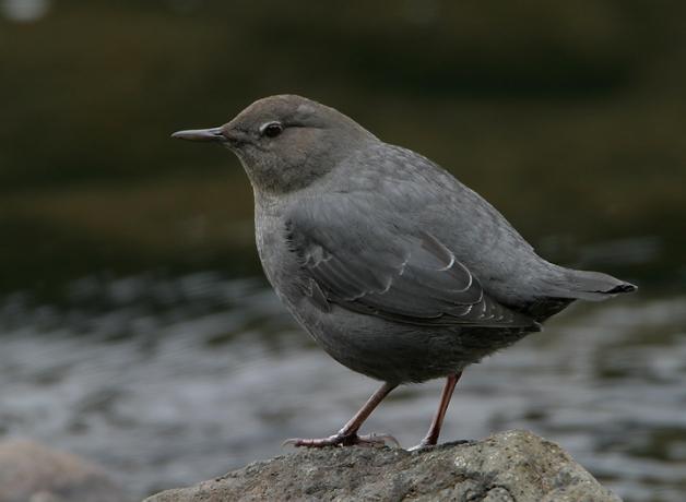 American Dipper standing on a stone in a stream