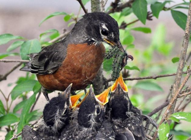 American Robin feeding caterpillars to chicks in nest