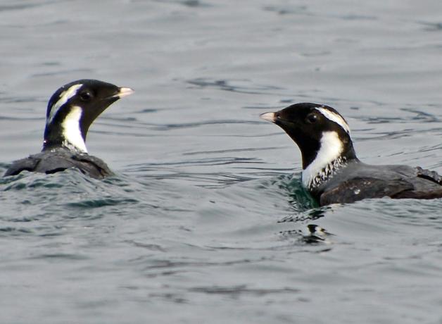 A pair of Ancient Murrelets floating on smooth water