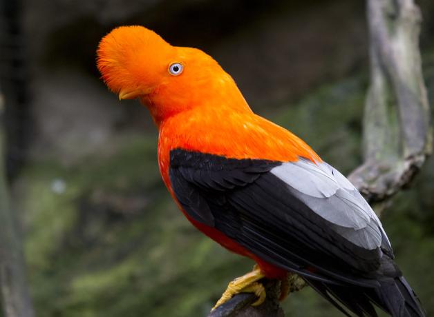 A bird with black body, and bright orange neck and head with a large round crest of feathers on top.