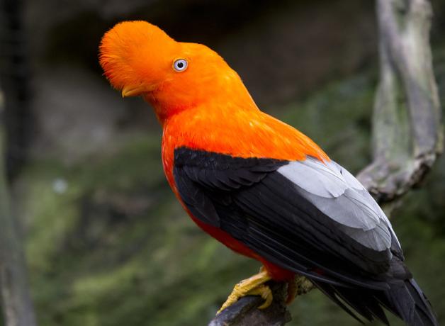 A bird with black body, and bright orange neck and head with a large round crest of feathers on top.