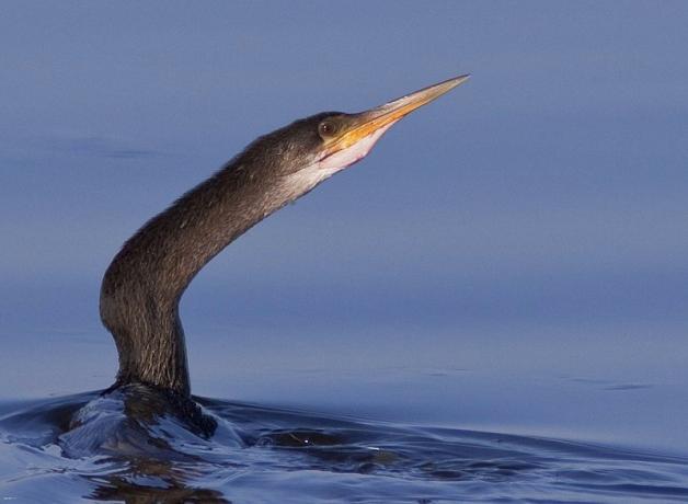 Anhinga stretching its long angled neck out of calm blue water, and pointing its narrow slender beak upward.