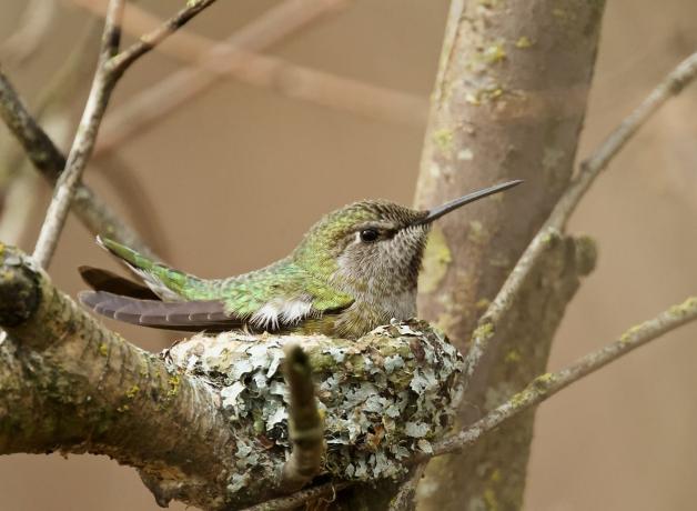 Una colibrí cabeza roja hembra con su nido.